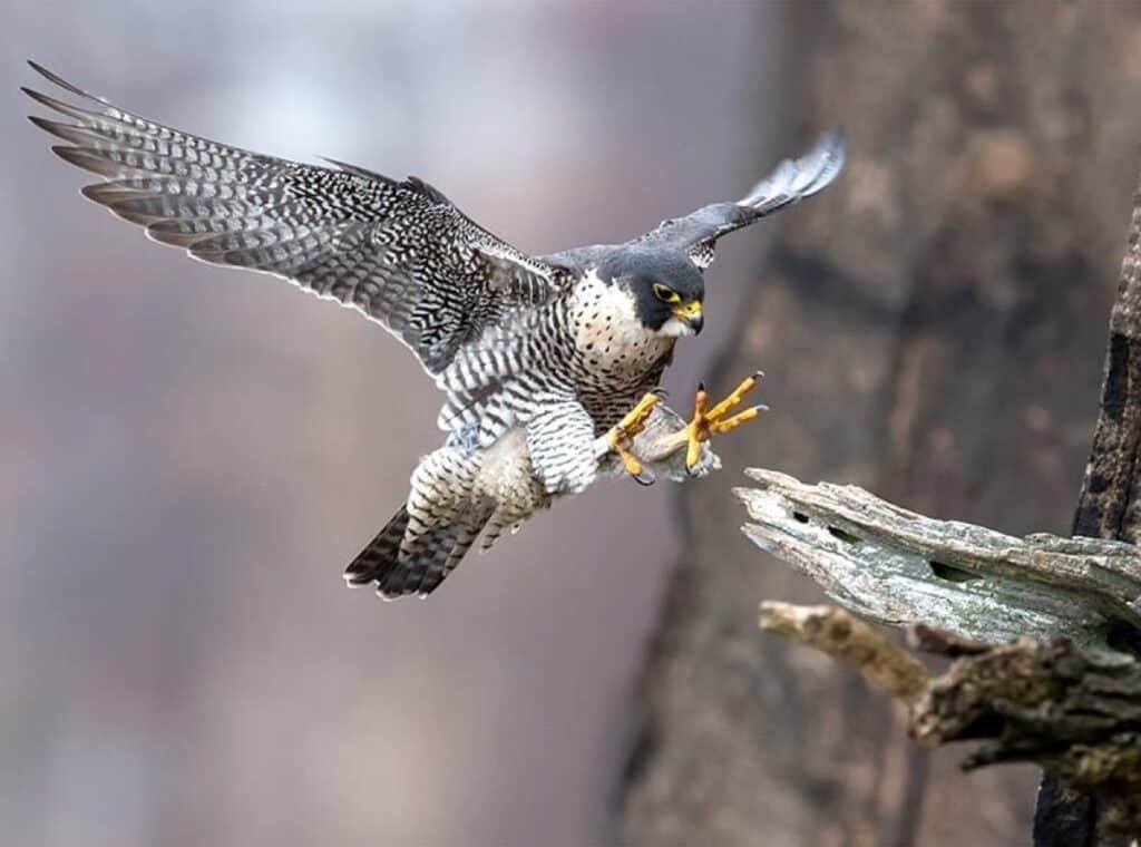 Peregrine falcon landing on a tree branch.