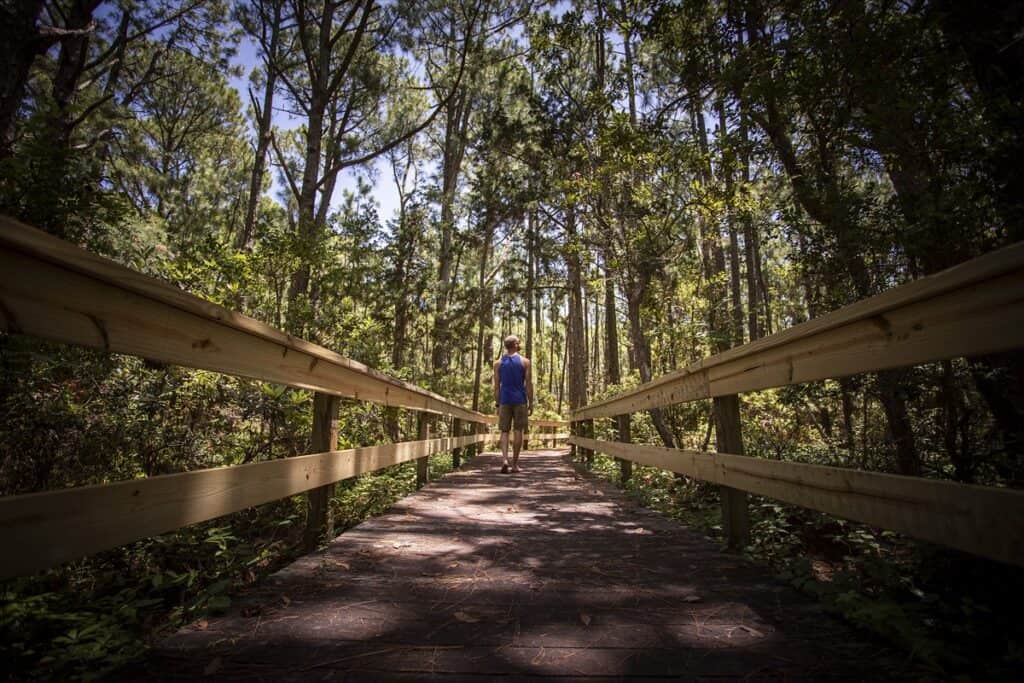 Person walking on a forest boardwalk path.