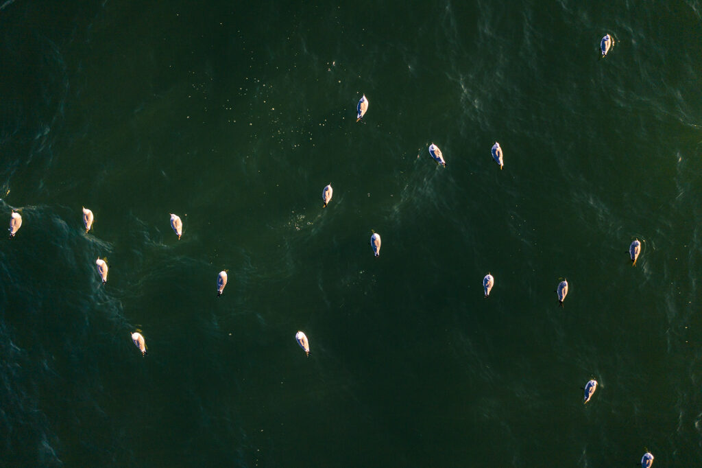 Aerial view of kayakers on green ocean waters.