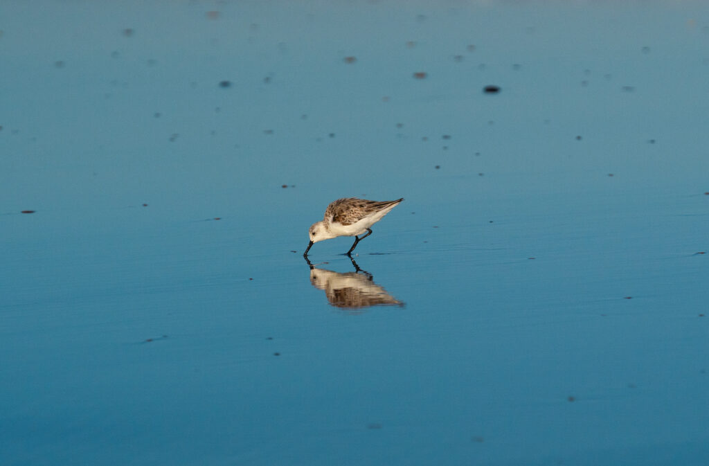 Shorebird feeding at water's edge, reflection visible.