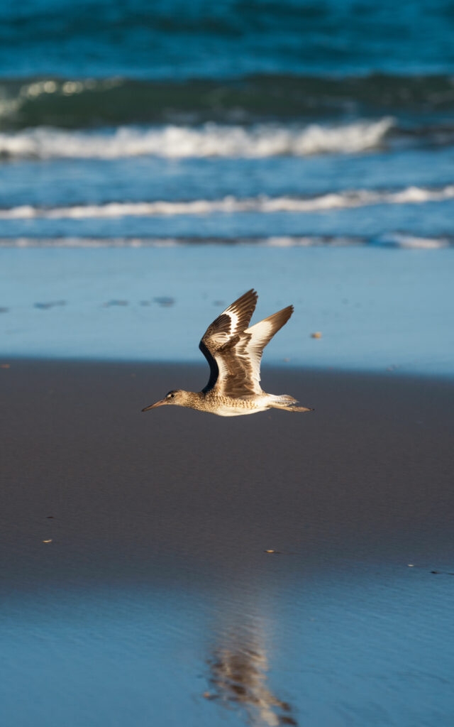 Bird flying over beach with ocean background.